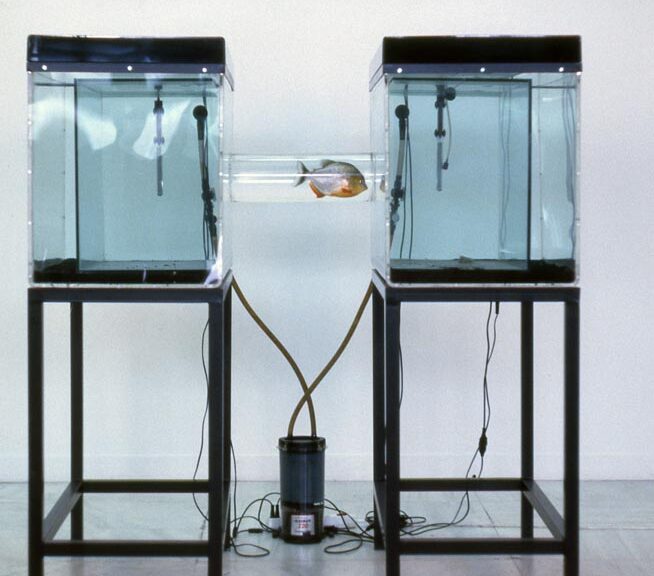 Sophia Kosmaoglou Trial Separation, 1995. Glass, acrylic, metal, gravel, power filter, heaters, fluorescent lamps, piranha, 167 x 102 x 147 cm. Athens School of Art graduate show 1995. National Gallery, Athens