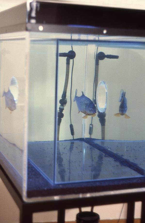 Sophia Kosmaoglou Trial Separation, 1995. Glass, acrylic, metal, gravel, power filter, heaters, fluorescent lamps, piranha, 167 x 102 x 147 cm. Icebox Athens, 1996