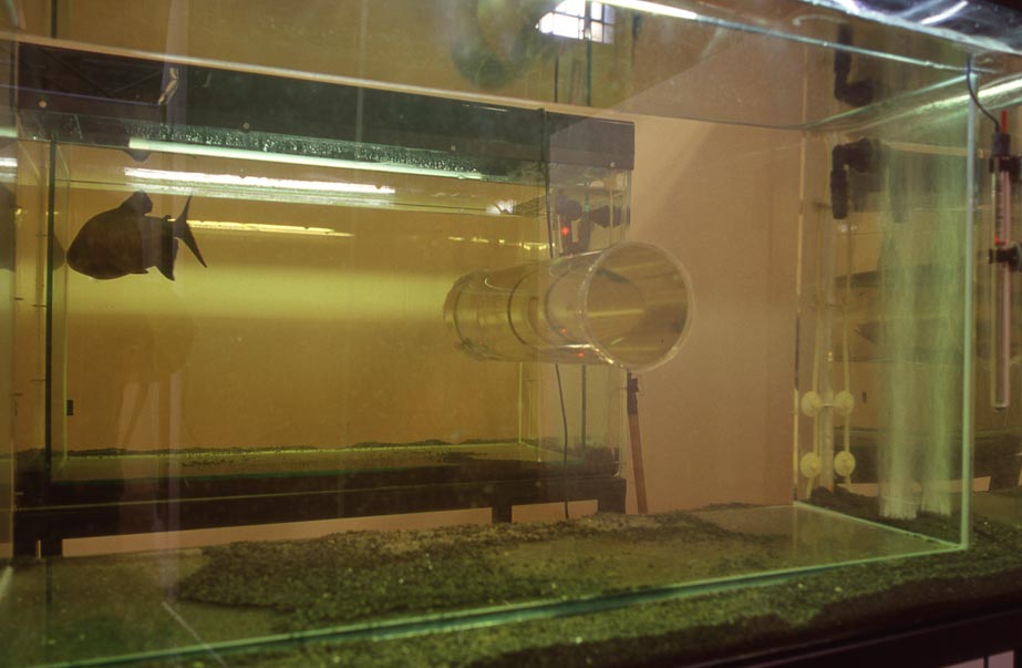 Sophia Kosmaoglou Trial Separation, 1995. Glass, acrylic, metal, gravel, power filter, heaters, fluorescent lamps, peat, piranha, 167 x 102 x 147 cm. 5th İstanbul Biennial, 1997