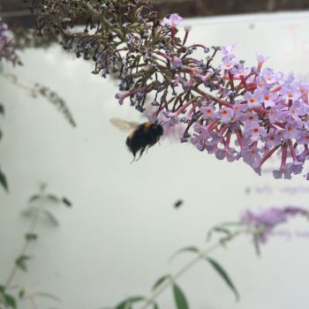 Bees in the Old Tidemill Wildlife Garden. Photo Sophia Kosmaoglou.